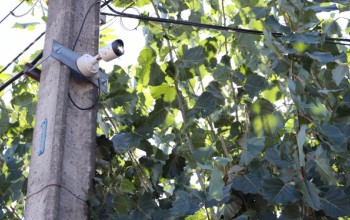 CÁMARAS DAN MÁS SEGURIDAD EN LA ESPERANZA