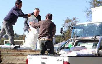 USUARIOS PRODESAL RECIBEN INSUMOS