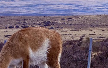 AGRUPACIÓN NEWEN SOMOS SE MARAVILLÓ CON ZONA AUSTRAL DE CHILE